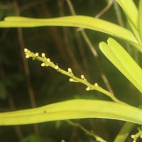 Acampe ochracea (Lindl.) Hochr.